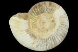 Perisphinctes Ammonite - Jurassic #100212-1